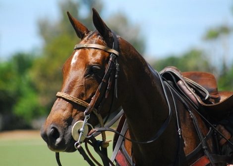 polo pony
