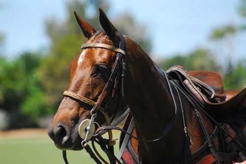 polo pony