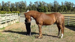 Equine body language