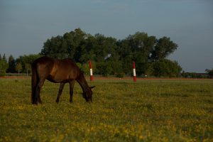 How long do most horses live?