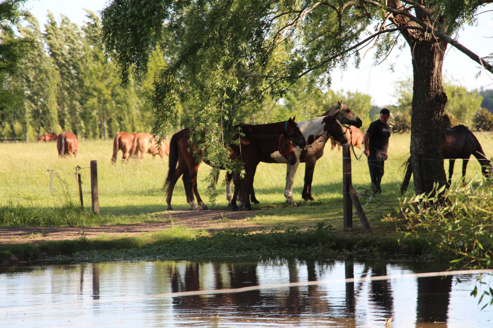 Interesting Facts About Horses