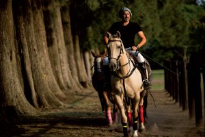 Horse Names