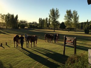grooms with horses at estancia in argentina
