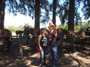 Horses Polo Argentino