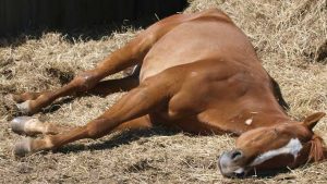 how horses sleep