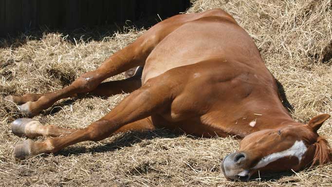 how horses sleep