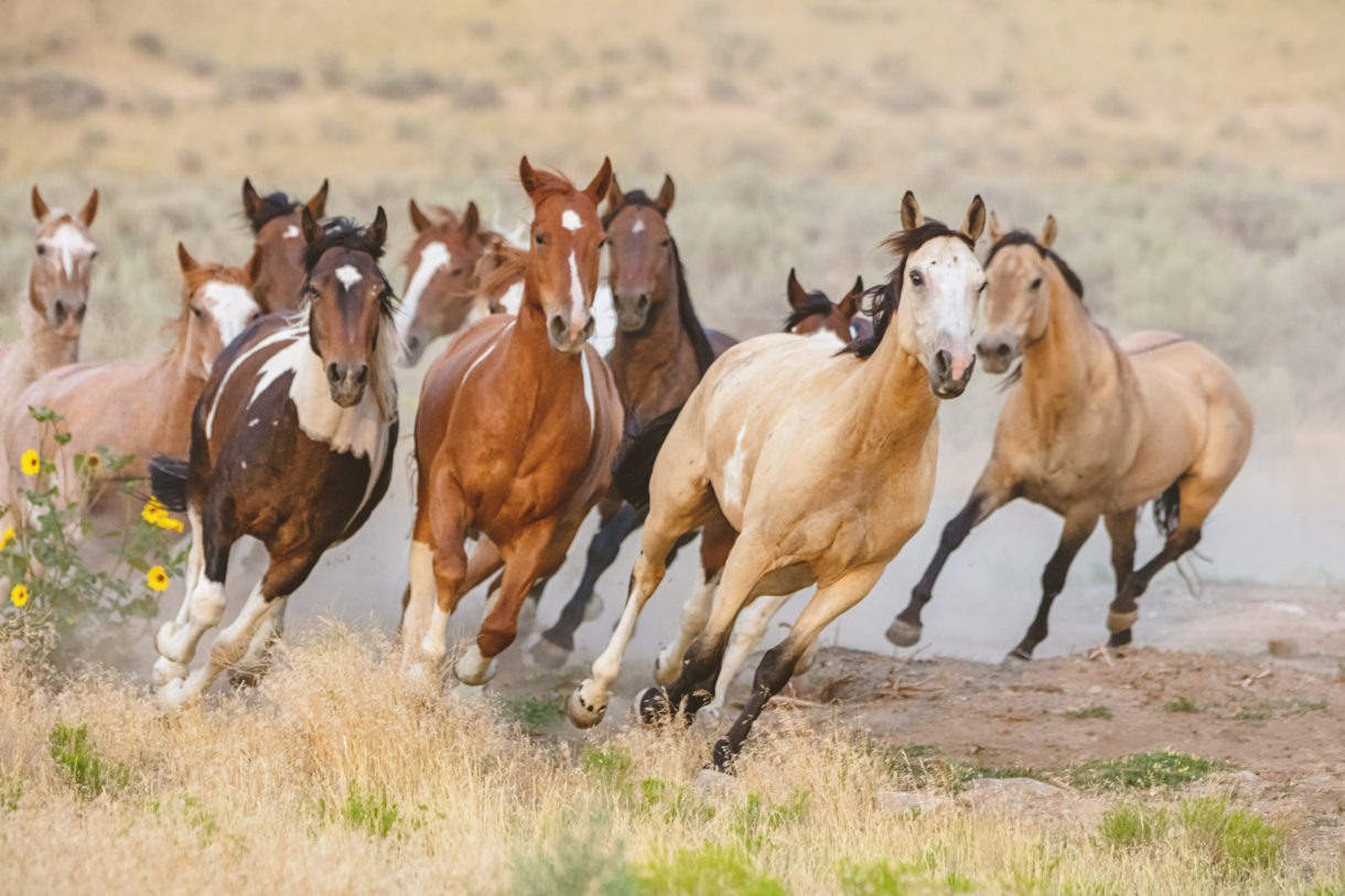 wild horses running