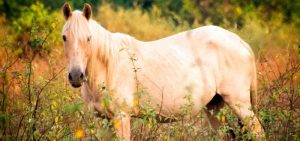 The Criollo Horse