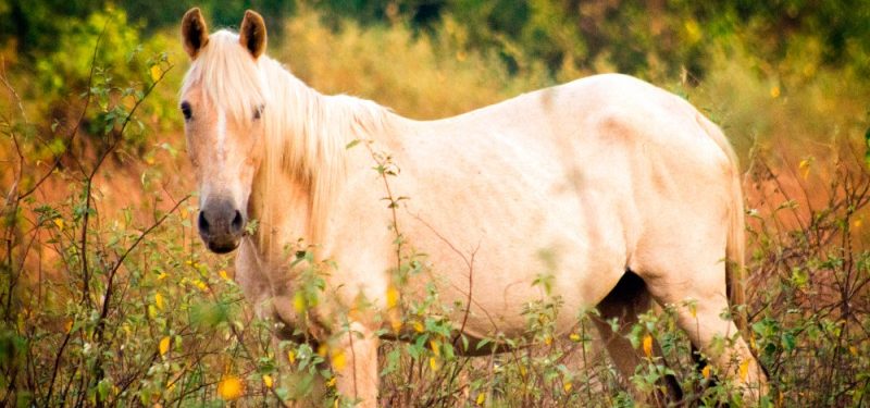 The Criollo Horse