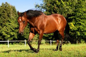 horse in countryside