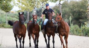 petisero and polo horses