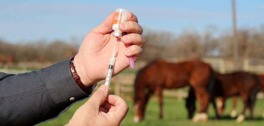 Horse Vaccination