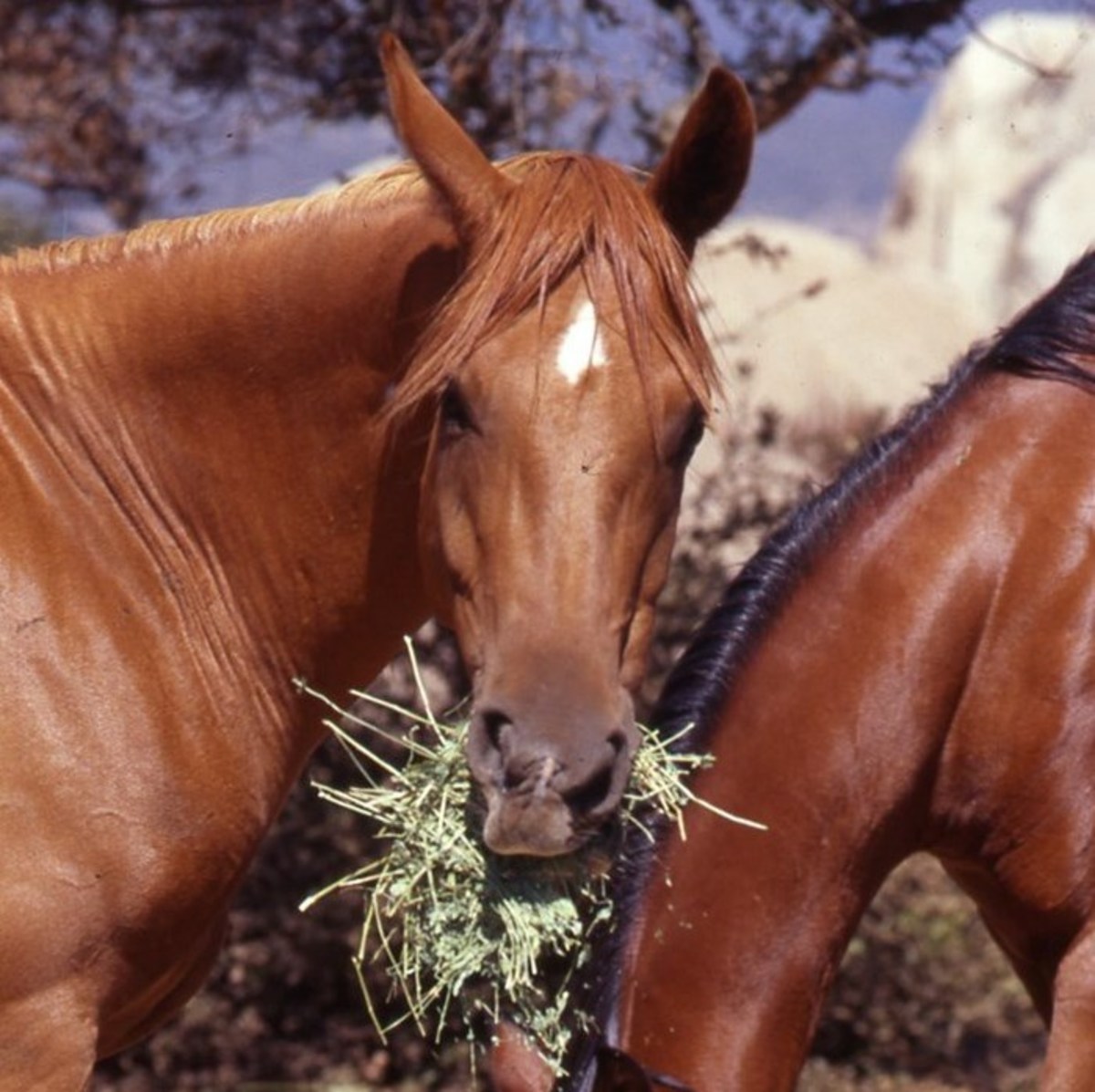 Polo Horse Feeding