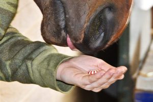 Treats for Horses