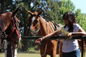 woman feeding horses at estancia in argentina