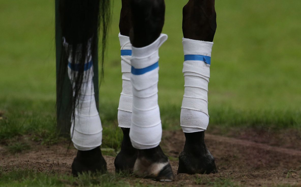 bandages and protectors for horses