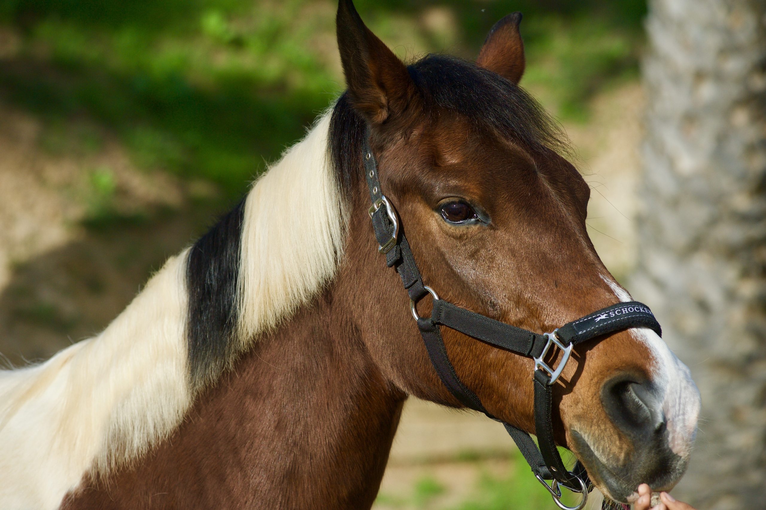 horse psychology