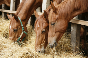 horse breeding