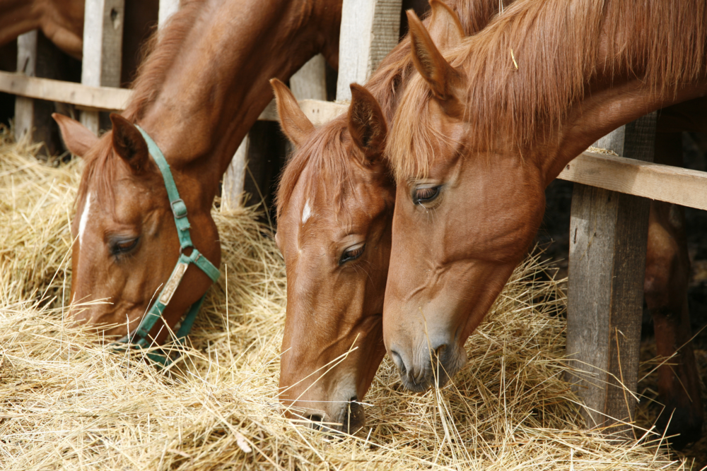 horse breeding