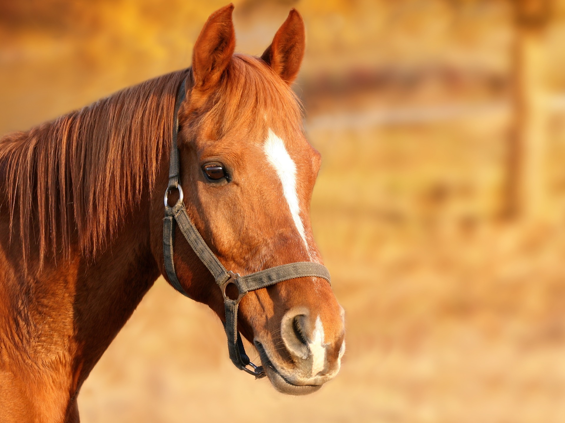 Taking care of our horses