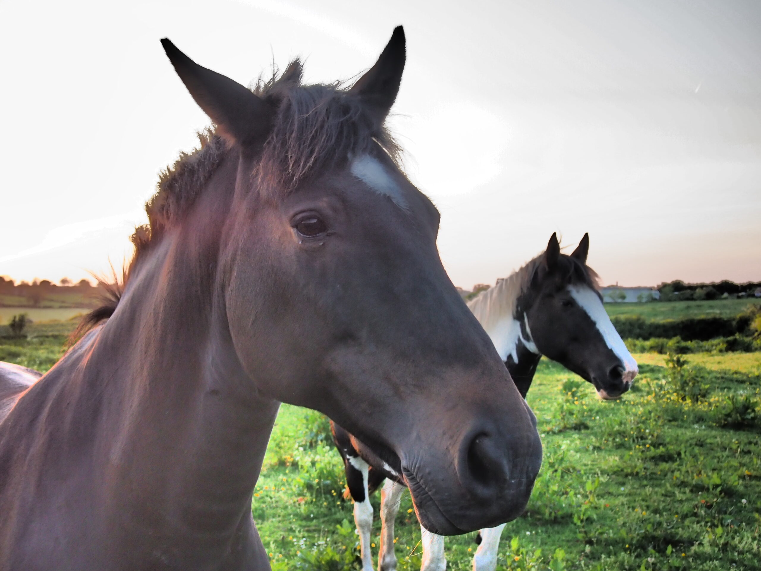 horses communication