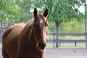 polo horse