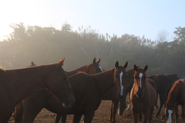 All you need to know about Horses