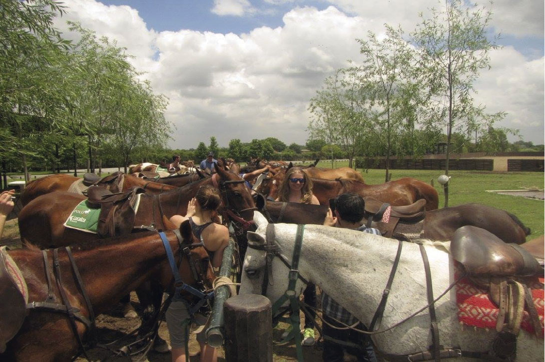 Horses curiosities