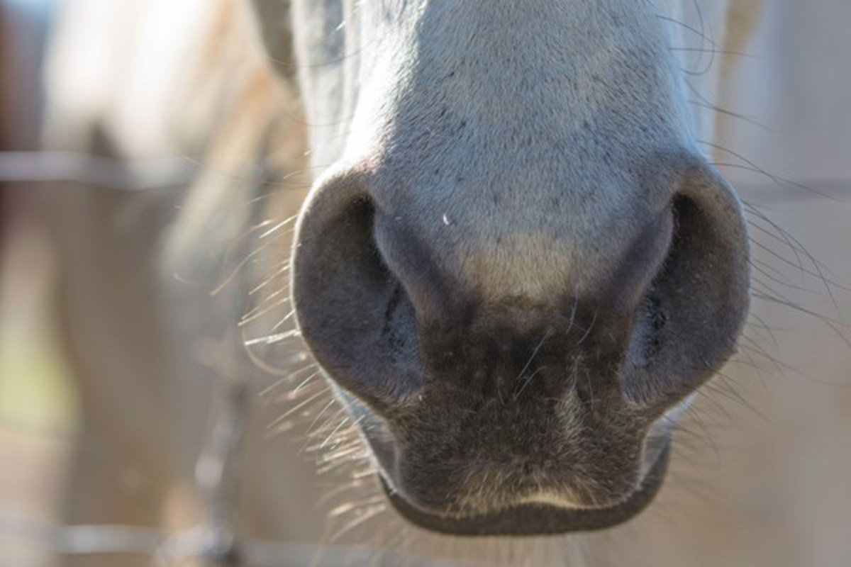 Horses nose