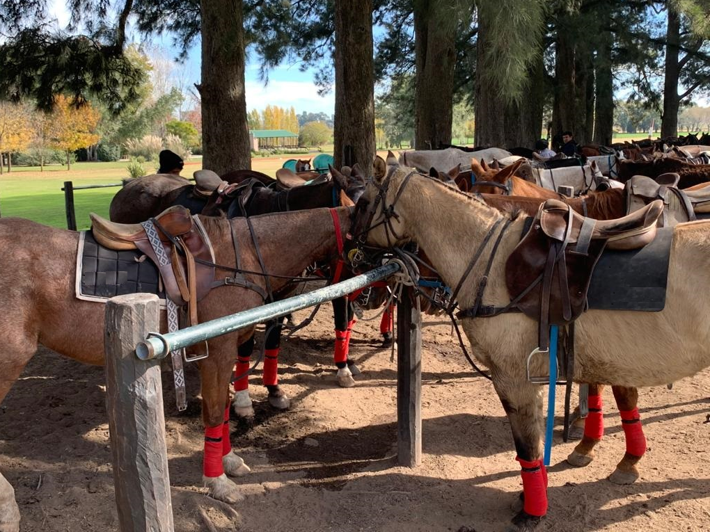 horses with saddles