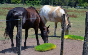 horses in the countryside feeding