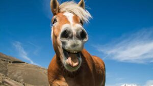 5 funny things about horses