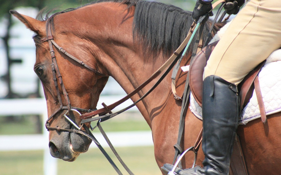 How To Use Reins On A Horse