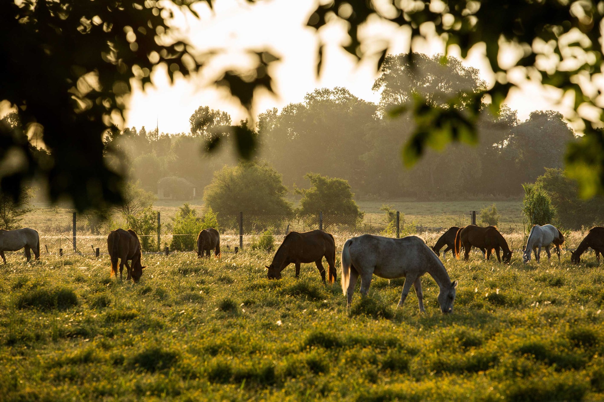 A group of horses enjoy a warm afternoon in Buenos Aires.