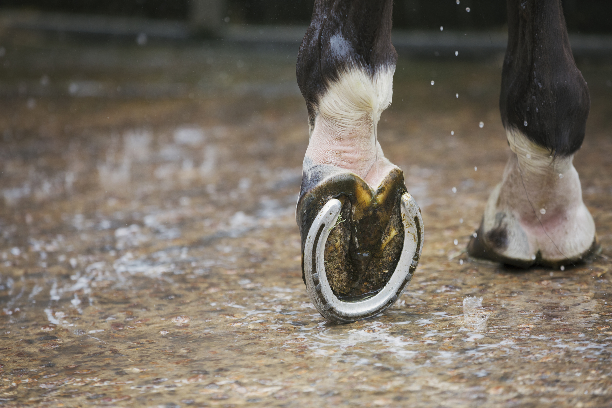 Close up of a horses hoof with a new horse shoe.