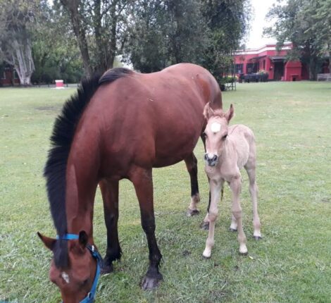 Baby horse and mother horse