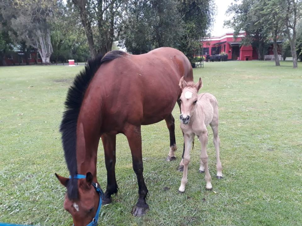 Baby horse and mother horse