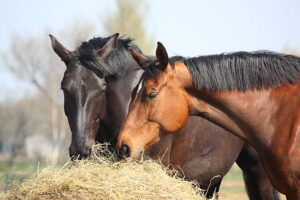 Why is hay so important for horses?