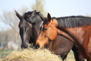 Why is hay so important for horses?
