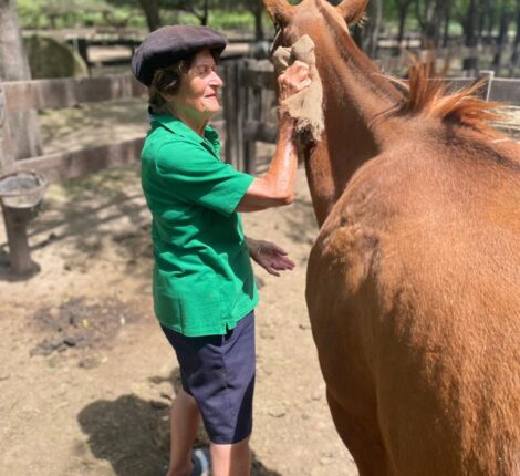 How are horses tamed?