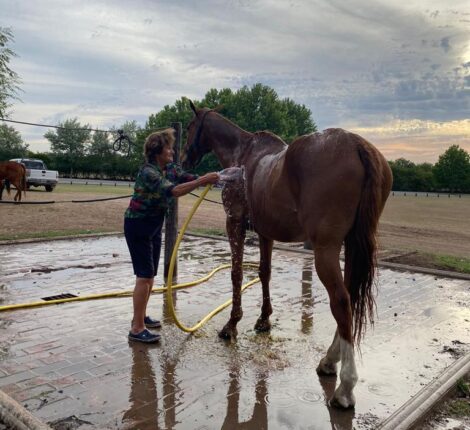 Horses During Summer