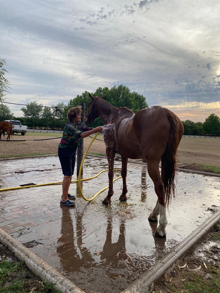 Horses During Summer