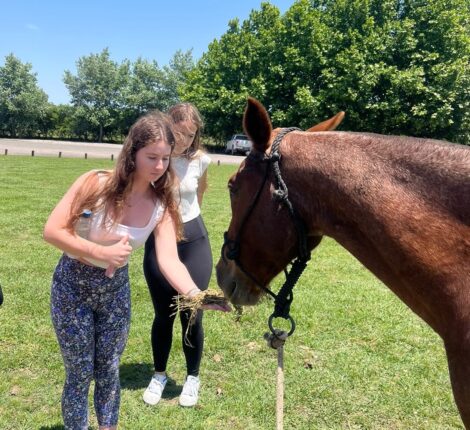 Horses' eating and drinking habits