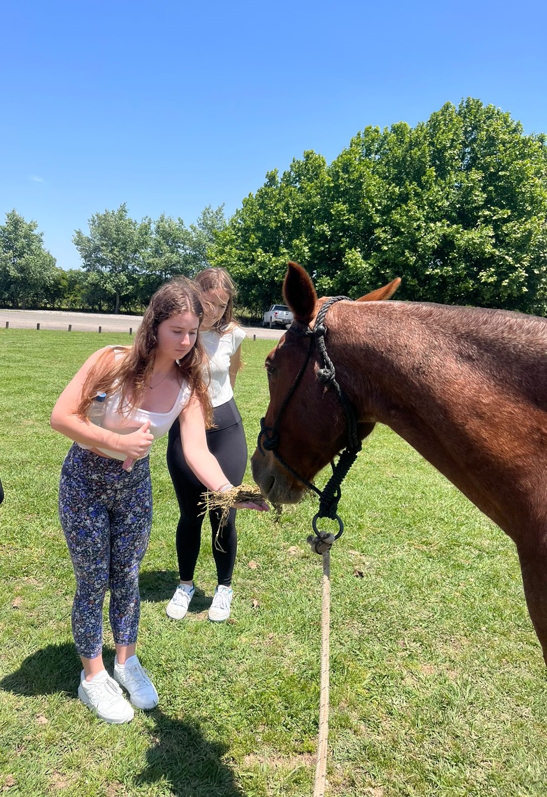 Horses' eating and drinking habits