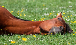 horse sleep
