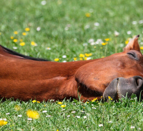 horse sleep