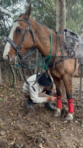 horse care in winter